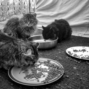 Family Dinner; New Franken, WI 2014; My Feral Family © 2021 Jason Houge, All Rights Reserved https://jasonhouge.com; Licensed to Cats Anonymous, Inc