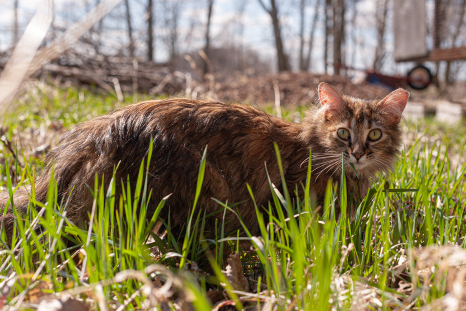 JasonHouge_MyFeralFamily_04 © 2021 Jason Houge, All Rights Reserved; Licensed to Cats Anonymous, Inc