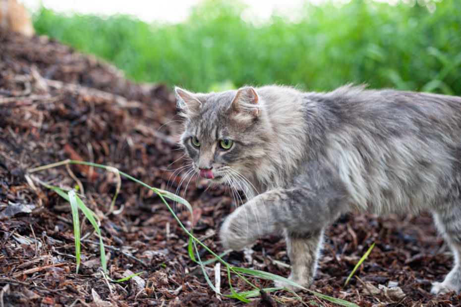 JasonHouge_MyFeralFamily_14 © 2021 Jason Houge, All Rights Reserved, Licensed to Cats Anonymous, Inc