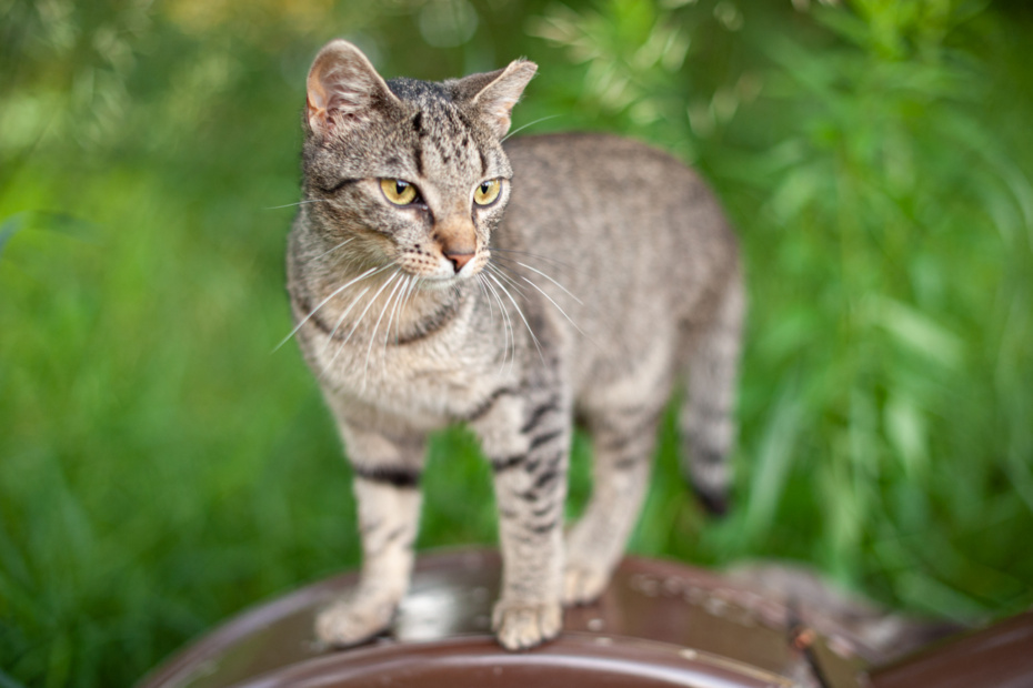 JasonHouge_MyFeralFamily_18 © 2021 Jason Houge, All Rights Reserved, Licensed to Cats Anonymous, Inc