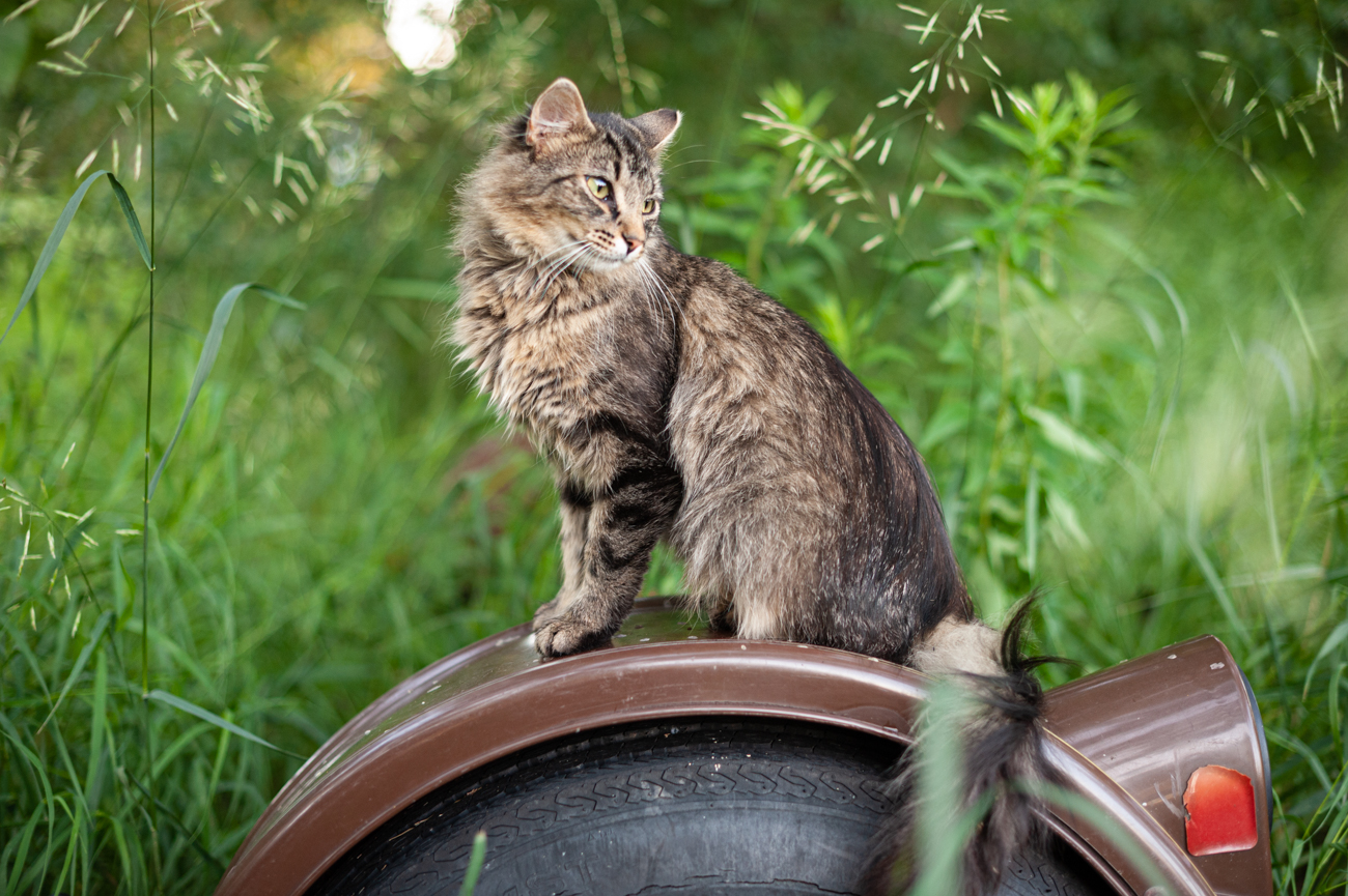 Wisconsin Low Cost Vets Cats Anonymous Inc